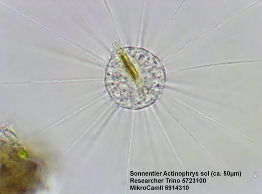 Мікроскоп Bresser Trino Researcher 40x-1000x (5723100)