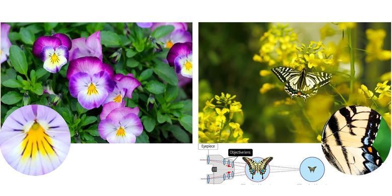 Бінокль Pentax UP 6.5x21 Papilio II (62001)